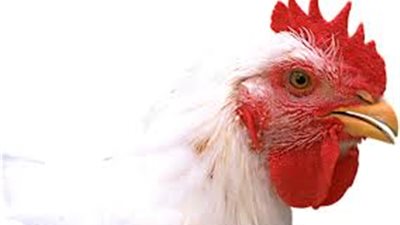 4 جنيهات ارتفاعًا للدواجن بحلوان بسبب الوقفة الاحتجاجية للتجار