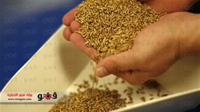 توزيع 189 ألف طن قمح مستورد على مخازن السلام وشبرا وكفرالشيخ