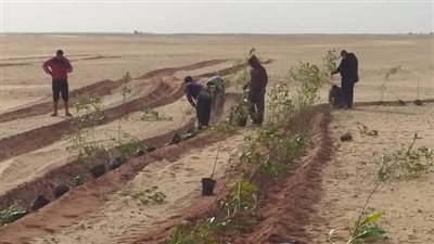 الوادى الجديد تبدأ مكافحة التصحر بقرى درب الأربعين