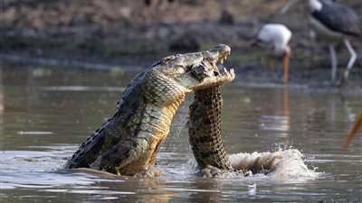 بالصور.. لقطات صادمة لتمساح يهاجم آخر ويلتهمه