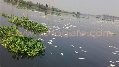 بالصور.. نفوق الأسماك في النيل بالغربية