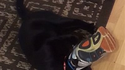 بالفيديو والصور.. قط يعلق رأسه داخل حذاء صاحبه