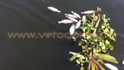 «البيئة» ترسل لجنة تقص عن بلاغ بنفوق أسماك في الغربية