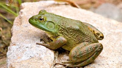 اكتشاف نوع جديد من الضفادع على الحدود بين كولومبيا وفنزويلا