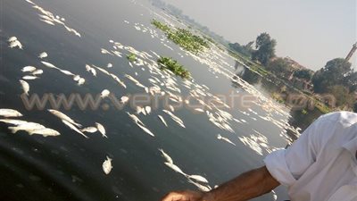 الجاني والمجني عليه في أزمة «نفوق الأسماك» بالغربية.. الصيادون: إلقاء مخلفات مصانع مبيدات كفر الزيات بالنيل سبب رئيسي في الظاهرة.. وتغذية المزارع السمكية بـ«روث الحيوانات» يهدد بتك