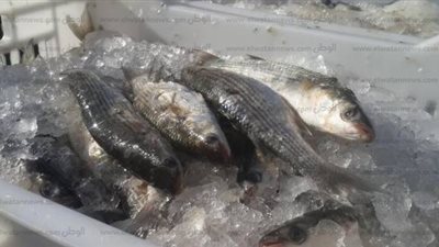 ضبط أسماك ولحوم غير صالحة خلال حملة تموينية بالبحيرة