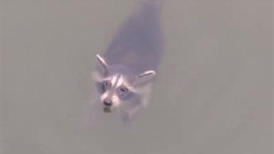 بالفيديو والصور.. لحظة إنقاذ «راكون» من الغرق