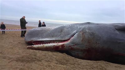 العثور على حوت ضخم نافق على شاطئ بأستراليا