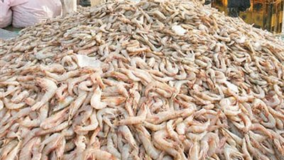 تراجع أسعار «الجمبري» وسمك «الثعابين» واستقرار اللحوم