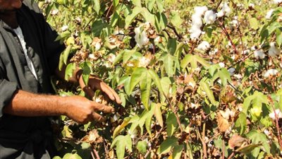 الإحصاء: 74 ٪ انخفاض من إجمالي القطن الشعر في 31/8/2017