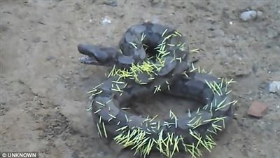 بالفيديو والصور.. عقاب شديد لأفعى حاولت التهام «نيص»