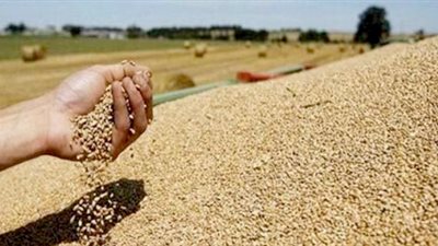 تونس تشتري 100 ألف طن من القمح اللين