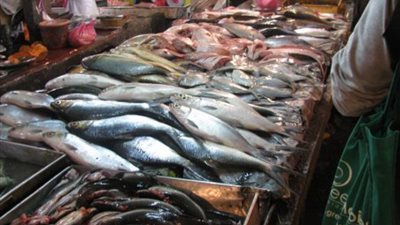 القاضي: مفرخ المطرية الوحيد من نوعه لإنتاج الأسماك البوري بمصر