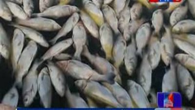 بالفيديو.. محافظ الغربية: تحليل مياه النيل لمعرفة أسباب نفوق الأسماك