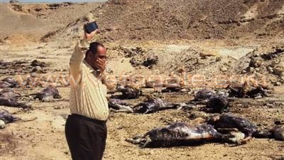 بالصور..لحوم الحمير «بعبع عيد الأضحى».. نشطاء التواصل الاجتماعي يرصدون نقلها استعدادا للذبح.. والحملات الأمنية تواصل ضبط المتورطين.. «التموين» تنفي مسئوليتها.. و«رجائي» ي