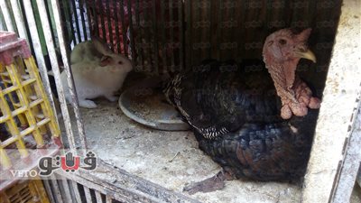 بالفيديو.. تباين أسعار الدواجن بسوق الدقي والبلدى بـ41 جنيها للكيلو