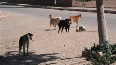 اليوم.. نظر دعوى إلزام الحكومة بوقف قتل قطط وكلاب الشوارع