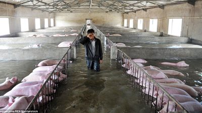 بالفيديو والصور.. غرق مزارع الخنازير بمياه الفيضانات في الصين