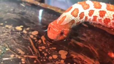 ثعبان يشرب المياه يشعل الإنترنت (فيديو)