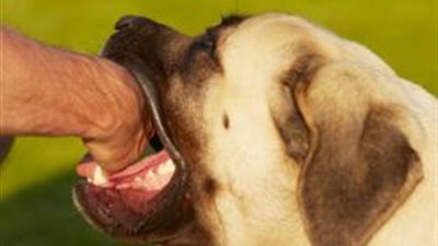 عضة الكلب أو خربشة القطة تحتاج لعلاج سريع