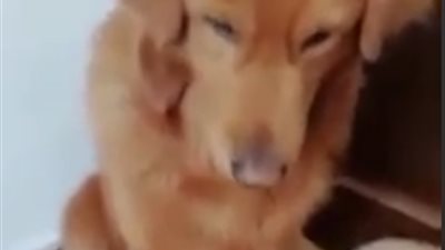 كلبة تفضل صغارها على نفسها في مشهد مؤثر (فيديو)