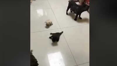 كلاب صغيرة تزحف بشكل طريف (فيديو)