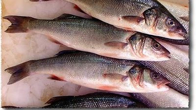 مطروح تحظر تصدير أسماك البحر للمحافظات المجاورة لتحقيق الاكتفاء