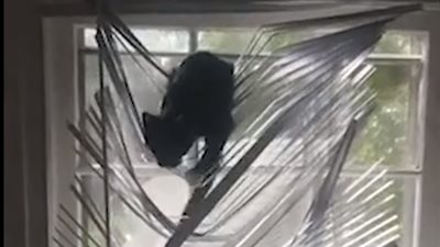 قطة تقع في مأزق خمس مرات متتالية (فيديو)