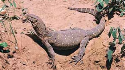 البيئة: حيوان «الورل النيلي» لا يستهدف الإنسان