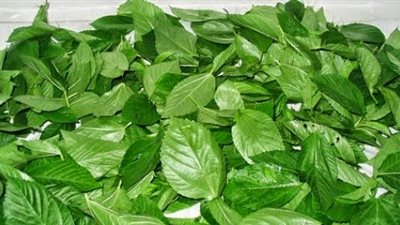 البحوث الزراعية: الملوخية المصرية تغزو اليابان لمقاومتها خلايا السرطان