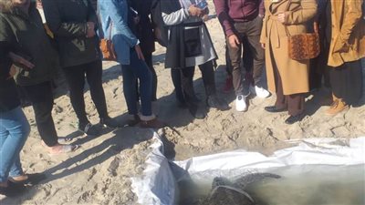 من القاهرة للعريش.. رحلة إنقاذ سلحفاة مهددة بالانقراض | صور