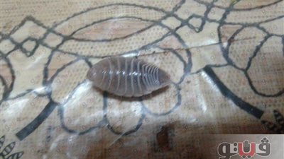 بالصور.. حشرات طفيلية في خياشيم الأسماك بالإسماعيلية