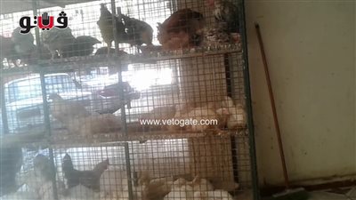 كيلو الدواجن بـ27 وكرتونة البيض تسجل 42 جنيها