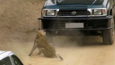 بالفيديو والصور.. فهد يهاجم مرشدًا سياحيًا