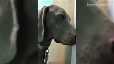 بالفيديو والصور.. كلب يترنح بعد تناوله مخدرات بالخطأ