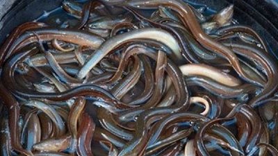 سمك الثعابين يسجل 110 جنيهات في سوق العبور