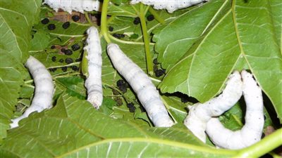 تخصيص 1000 فدان لمشروع إنتاج الحرير الطبيعى فى الوادى الجديد