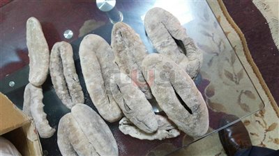 جمارك مطار القاهرة تحارب تهريب خيار البحر.. إحباط محاولتين بوزن 42 كيلو خلال 48 ساعة.. أحد مصادر الدخل بدول شرق آسيا.. يستخدم كمنشط جنسي.. والكيلو بـ 500 دولار