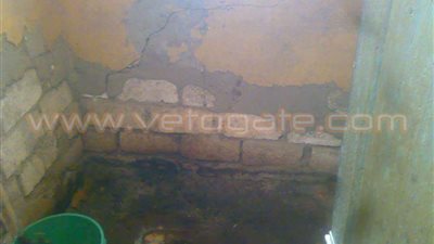 الإهمال يضرب مبنى تفتيش الآثار الإسلامية بالمنيا.. المقر تحول إلى مأوى للثعابين والحيوانات الضالة.. 150 ألف جنيه المخصصة لتطوير المبنى تائهة بين قطاعي المشروعات والميزانية.. وحياة 40 موظفا معرضة للخطر