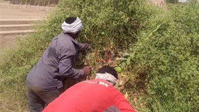 تطوير نظام الإضاءة بجزيرة «الفنتين» في أسوان (صور)