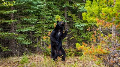 بالصور.. دب يقلد رقصة شهيرة لمغني أمريكي