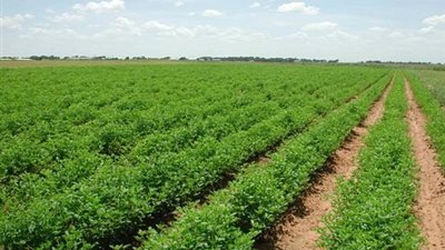 تقرير حكومي: 90% من الديون المستحقة للإصلاح الزراعي في الإسكندرية