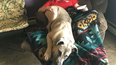 بالصور.. أكبر أحجام الكلاب تبهر مواقع التواصل