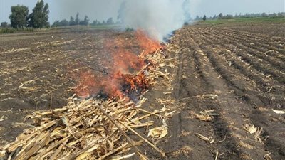 زراعة الشرقية: 206 محضر لحارقي قش الأرز منذ بداية الحصاد (صور)