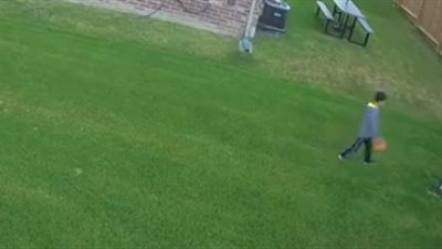 ذئب يهاجم طفلة في حديقة منزلها (فيديو)