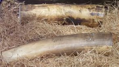 إحباط تهريب ١٣ كيلو عاج بحوزة راكب قادما من جوبا