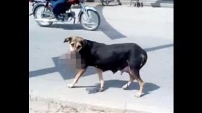 بالفيديو.. لقطات مروعة لكلب يحمل جنينا ميتا في فمه