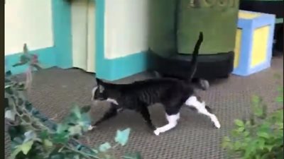 عرض مذهل للحيوانات الأليفة (فيديو)