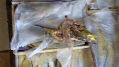 ضبط مصنع لتدوير الرنجة المستوردة منتهية الصلاحية بالخانكة (صور)