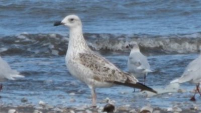 محمية أشتوم الجميل ببورسعيد... نباتات وطيور نادرة والدخول مجانًا (صور)